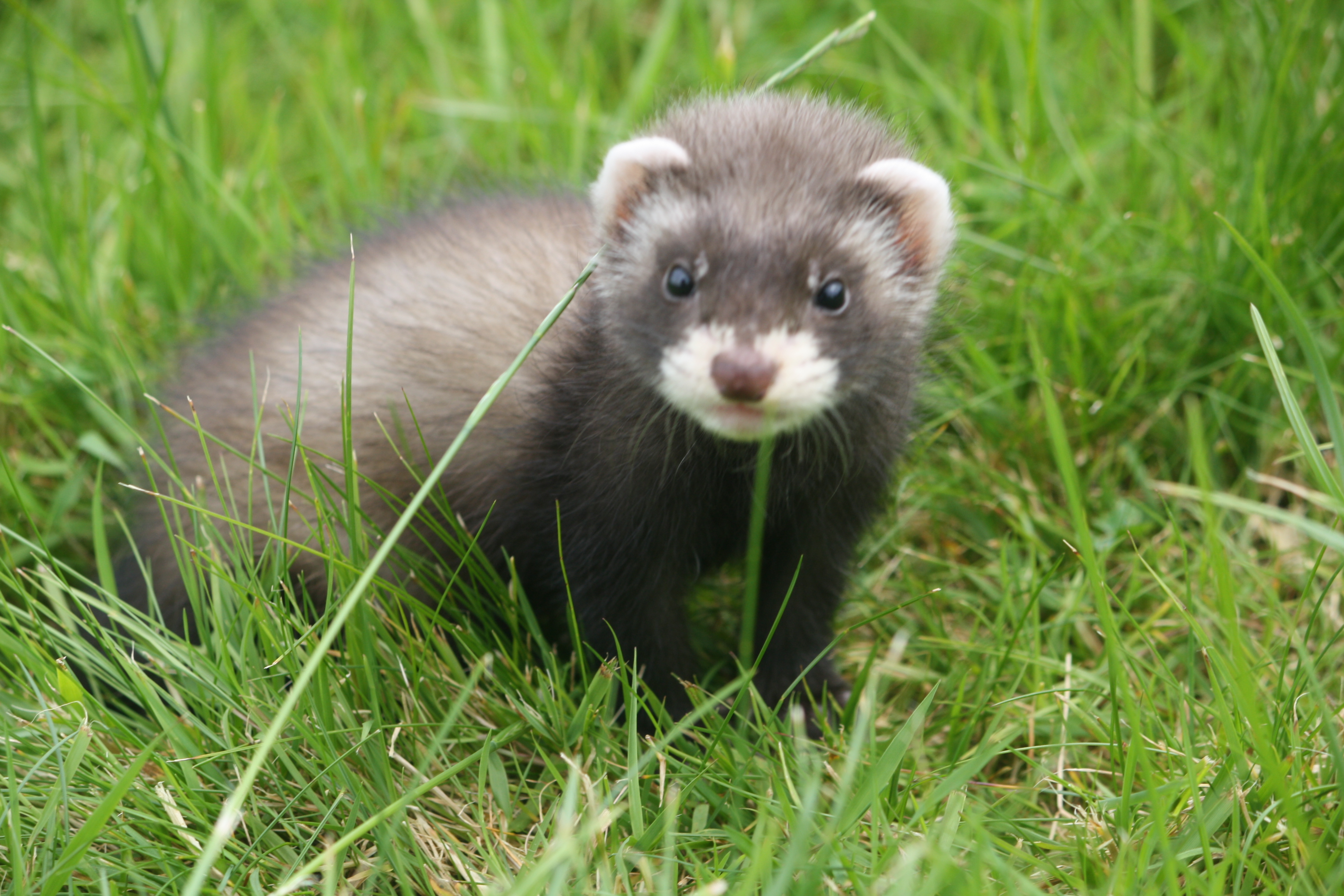 Baby ferret photos | Letters From A Lodge Cook