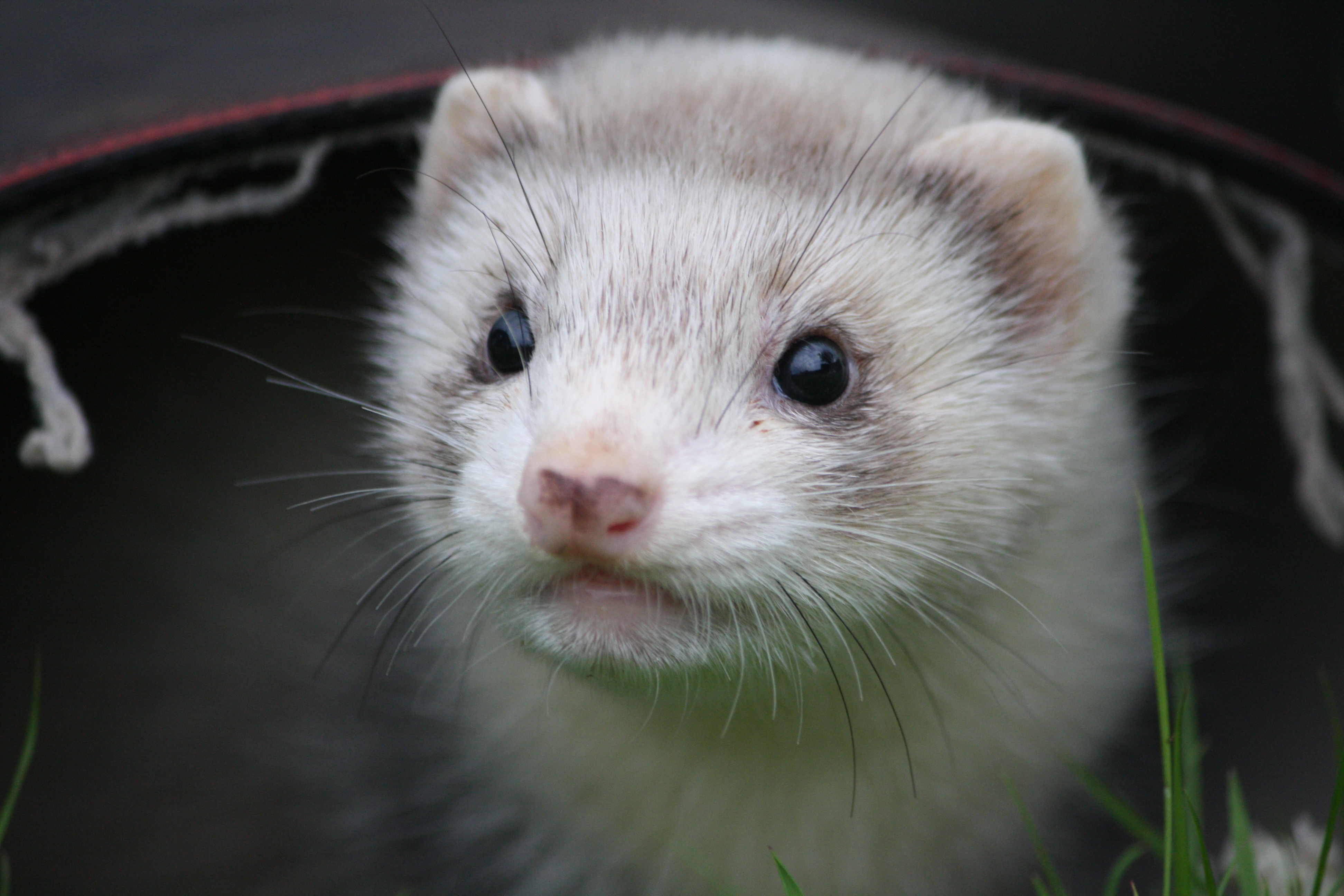 What is the name for a baby ferret?